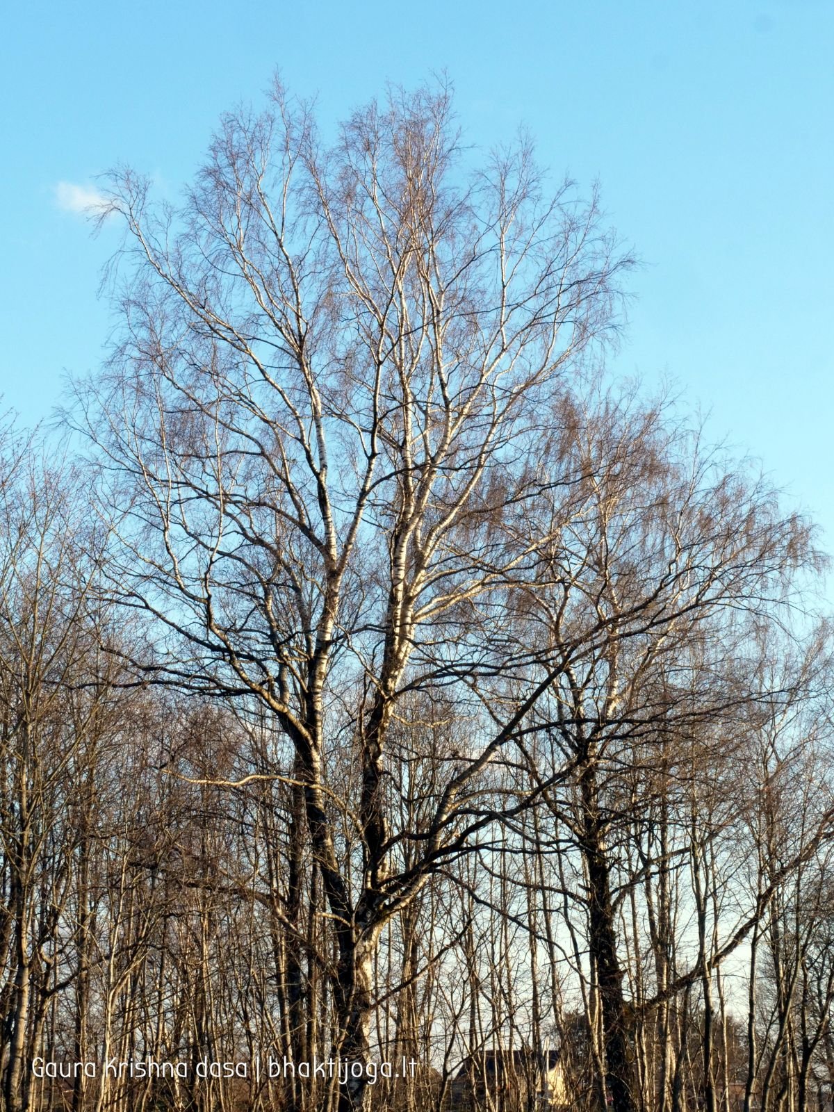 4 pavasari ismintinga gamta stiebiasi maksimaliai i virsu sakalu  kaimas 2020 04 19